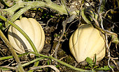 Acorn squash, Cucurbita pepo var. pepo 'Cream of the Crop', Winter squash