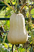 Crookneck squash, Cucurbita moschata 'Early Butternut Hybrid';