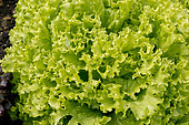Laitue feuille de chêne 'Salad Bowl'