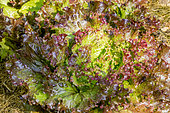 Laitue feuille de chêne 'Bowl Rouge Flamenco'