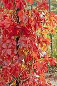 Virginia creeper, Parthenocissus quinquefolia var. murorum, autumn foliage