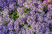Lobularia maritima 'Wonderland Pastel'