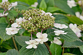 Hydrangea serrata 'Pulchra'