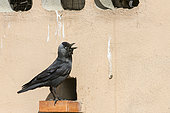 Eurasian Jackdaw (Corvus monedula) on a brick at the entrance of the nest in a wall, Catalonia, Spain
