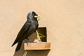 Eurasian Jackdaw (Corvus monedula) on a brick at the entrance of the nest in a wall, Catalonia, Spain