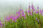 Fireweed (Epilobium angustifolium) flowers, Savoie, Alps, France