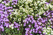 Wild Thyme (Thymus serpyllum) flowers, France, Alps
