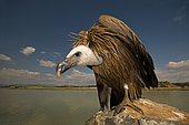 A young Grifon Vulture (Gyps fulvus) feeding on a carcasse, Hoya de Huesca, Spain
