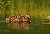 Common Hedgehog (Erinaceus europaeus) having a bath, on a hot summer day, Huesca, Spain