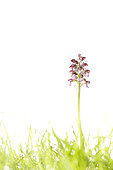 Lady orchid (Orchis purpurea), Espagne