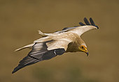 Aegyptian Vulture (Neophron percnopterus) adult in flight, looking for dead animals to feed. Pyrenees, Spain