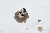 Eurasian Jay (Garrulus glandarius) looking for acorns covered by the snow. Pyrenees, Spain