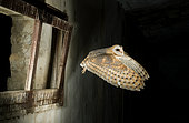 Barn Owl (Tyto alba) flying into a barn. Huesca, Spain