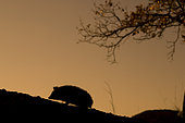 North African Hedgehog (Atelerix algirus) silouhette, Huesca, Spain