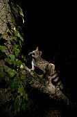 A wild Genet (Genetta genetta), looking for asleep birds in the trees. Huesca, Spain