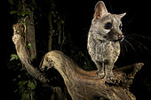 Small-spotted genet (Genetta genetta) at night, Huesca, Spain