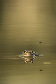 Common Frog ( Pelophylax perezi) and Fly (Musca domestica) Huesca, Spain