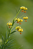 Straw-coloured turk's cap (Lilium pyrenaicum), Pyrenees, Spain
