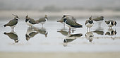 Lapwings ( Vanellus vanellus) resting on a pond Huesca, Spain