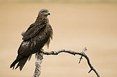 Black Kite (Milvus migrans) on a branch, Huesca, Espagne