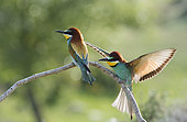 Bee eaters (Merops apiaster), a couple on a branch, Spain