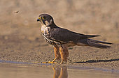 Hobby ( Falco subbuteo) arrives to a pond to drink