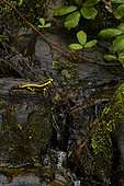 Fire Salamander (Salamandra salamandra) in a mountain stream, Asturias, Spain