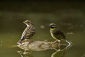 Cirl Bunting ( Emberiza cirlus) and Rock Sparrow (Petronia petronia), drinking waterin a pond, Huesca, Spain