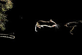 Field Mouse (Apodemus sylvaticus) jumping at night, Huesca, Spain