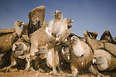 Group of Griffon Vultures ( Gyps fulvus) feeding . Huesca, Spain