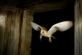 Barn Owl ( Tyto alba) with prey, Huesca, Spain