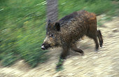 Wild Boar (Sus scrofa) running. Huesca, Spain