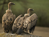 Griffon Vultures (Gyps fulvus) resting. Huesca, Spain.