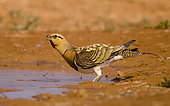 Male of Sand Grouse ( Pterocles alchata) drinking in a pond. Zaragoza, Spain.