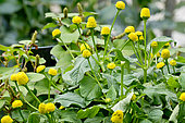 Spilanthes acmella