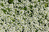 Lobularia maritima 'Cristaux de Neige'