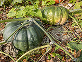 Musquée de Provence Crookneck squash, Cucurbita moschata Musquée de Provence