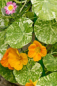 Tropaeolum majus 'Alaska'