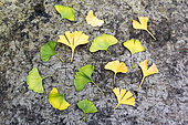 Ginkgo Biloba leaves, autumn, Somme, France