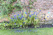 Venus' chariot (Aconitum napellus) 'monkshood' in bloom in a garden, autumn, Pas de Calais, France