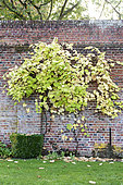 Virginia creeper (Parthenocissus sp) on a brick wall, autumn, Somme, France
