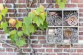 Virginia creeper (Parthenocissus sp) and Insect hotel on a brick wall, autumn, Somme, France