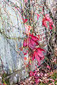 Virginia creeper (Parthenocissus quinquefolia) on the wall of a house, autumn, Lorraine, France
