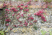 Virginia creeper (Parthenocissus quinquefolia) on the wall of a house, autumn, Lorraine, France