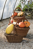 Various squash and wicker baskets in a greenhouse, autumn, Somme, France