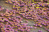 Virginia creeper (Parthenocissus sp) on the wall of a house, autumn, Lorraine, France