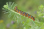 Spurge Hawk-moth (Hyles euphorbiae) caterpillar on Cypress Spurge (Euphorbia cyparissias), Northern Vosges Regional Nature Park, France