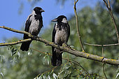 Couple of Hooded Crows (Corvus corone cornix) on a branch, Danube Delta, Romania