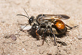 Golden digger wasp (Sphex funerarius) reporting a Cricket in its gallery, Regional Natural Park of Northern Vosges, France