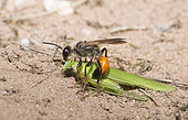 Golden digger wasp (Sphex funerarius) reporting a Sickle-bearing Bush Cricket (Phaneroptera falcata) in its gallery, Regional Natural Park of Northern Vosges, France